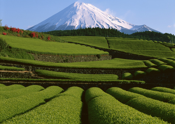 大山下的绿色茶田素材图片
