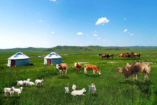 草原五种动物图片
