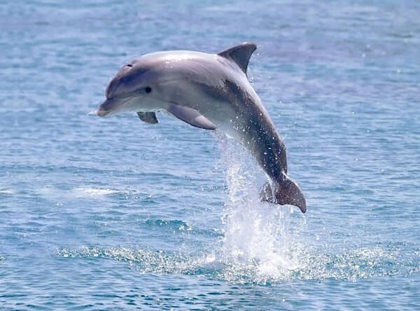 高清海豚