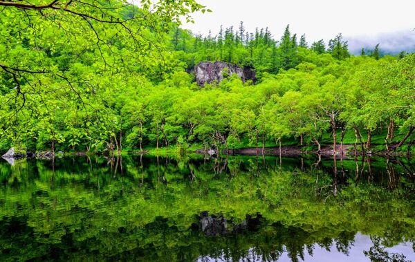 美丽的树林河流风景图片
