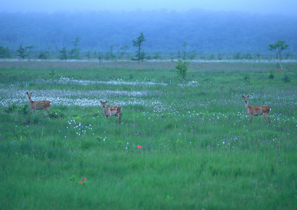 草原上的小鹿图片