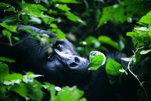 热带雨林中的黑猩猩图片