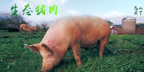 生鲜猪肉详情创意海报设计