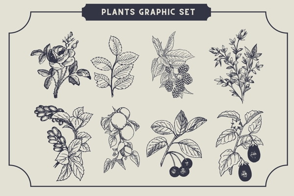 素描写生花卉植物