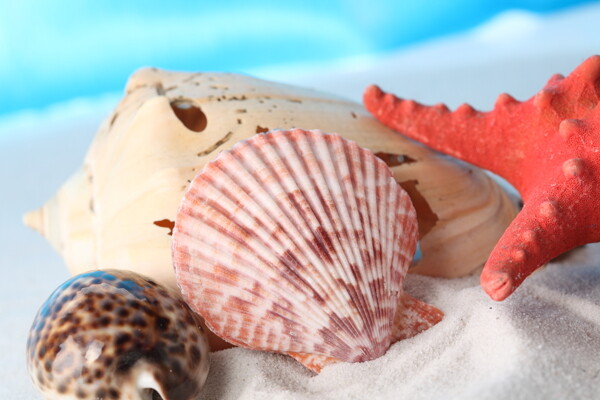 躺着的海螺海星贝壳