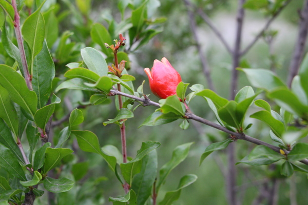 石榴花