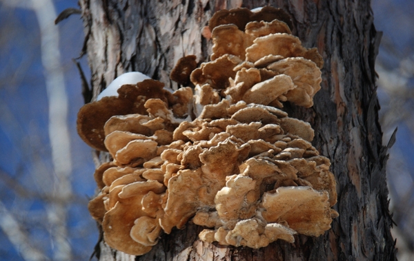 松树上的蘑菇图片