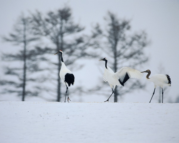 冬天雪景