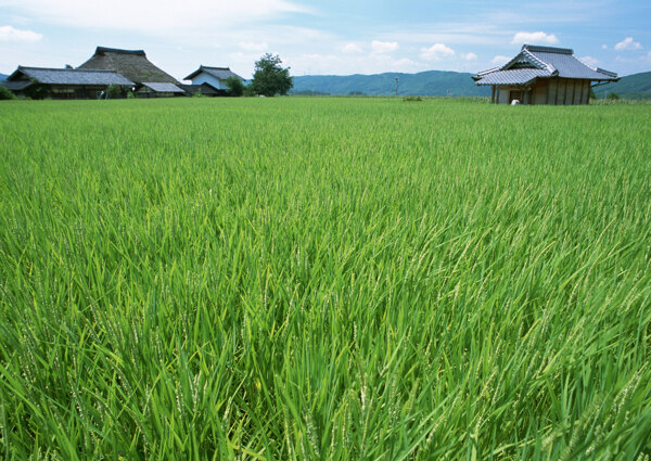 春天的田野