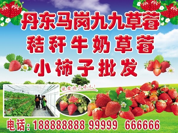 九九草莓