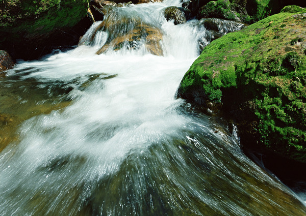 树植物水风景