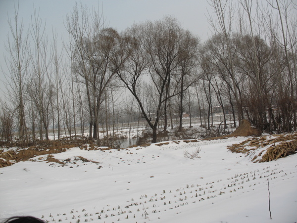 雪景