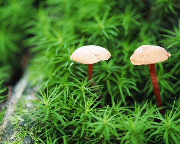 自然花草草地草原草坪