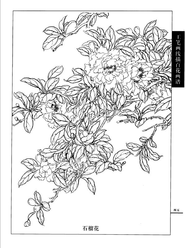 工笔画线描百花画谱石榴花图片