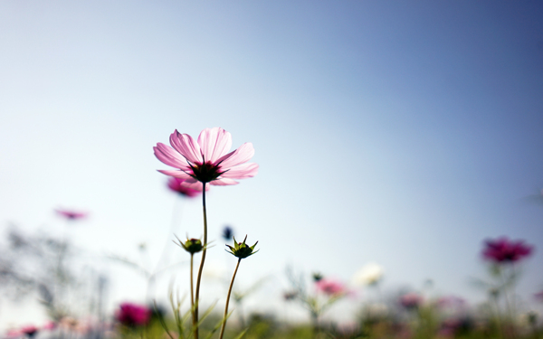 格桑花