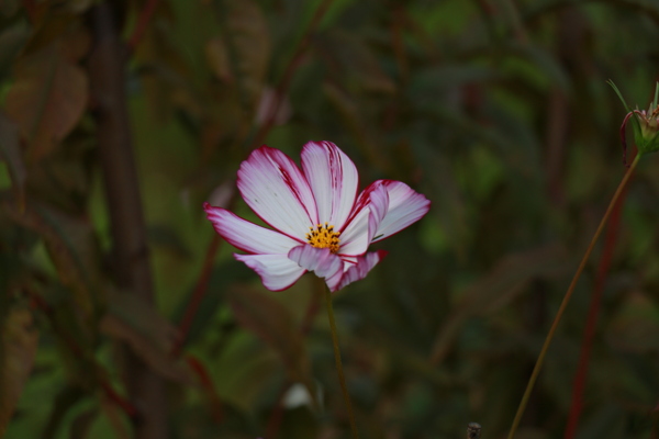 波斯菊