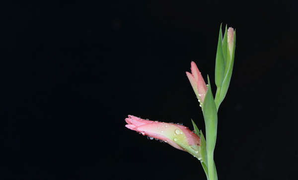 粉色唐菖蒲花卉