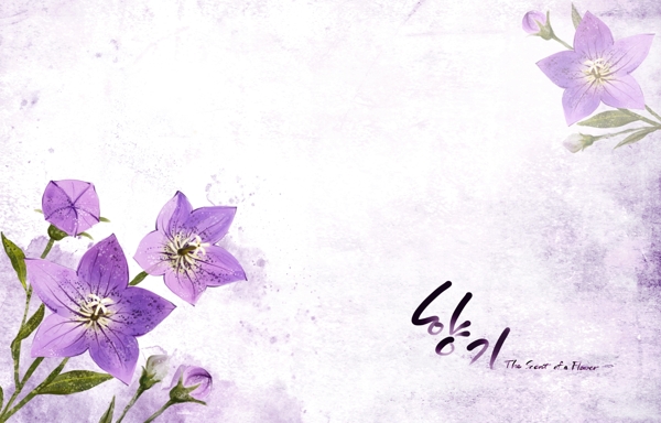 紫色小花朵桔梗