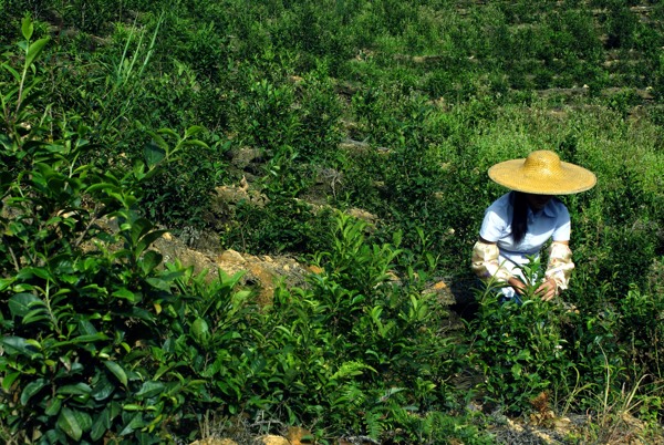 茶季图片