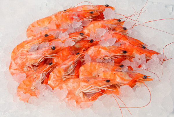 冰冻的红虾图片