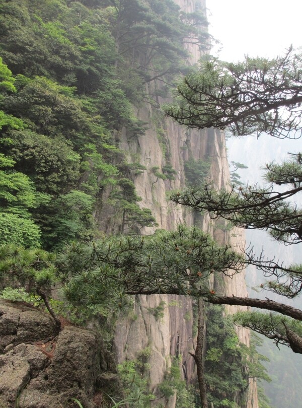 黄山风景区黄山松树图片