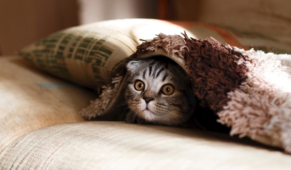 躲在毛毯下面探头的小猫