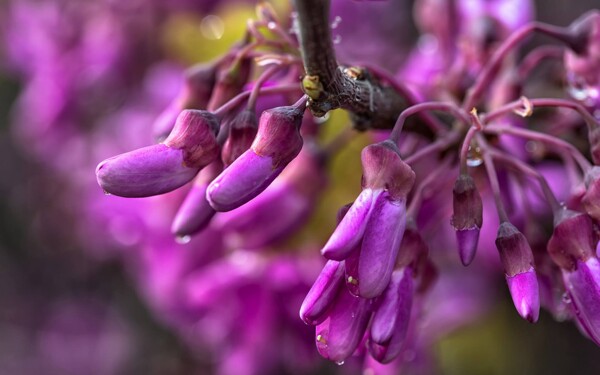 紫色槐花图片