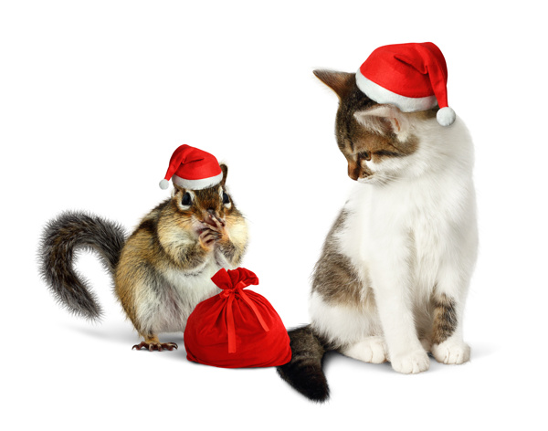 两只圣诞节小猫图片