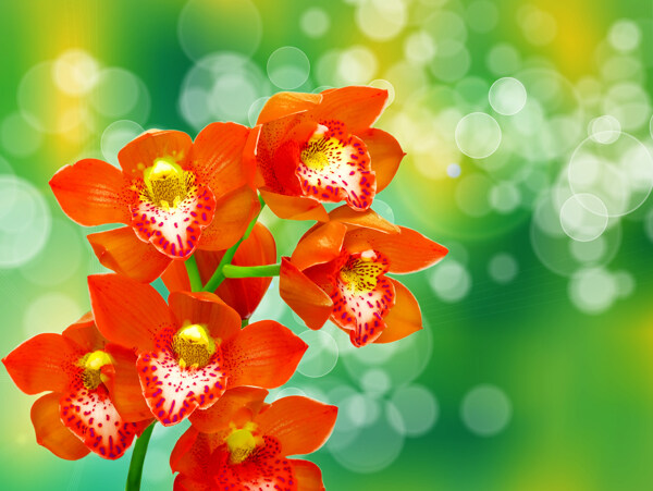 美丽的红色鲜花背景图片