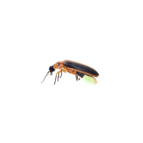 萤火虫昆虫动物背景海报素材图片