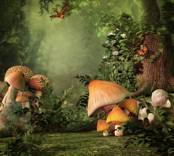 树林里的蘑菇图片