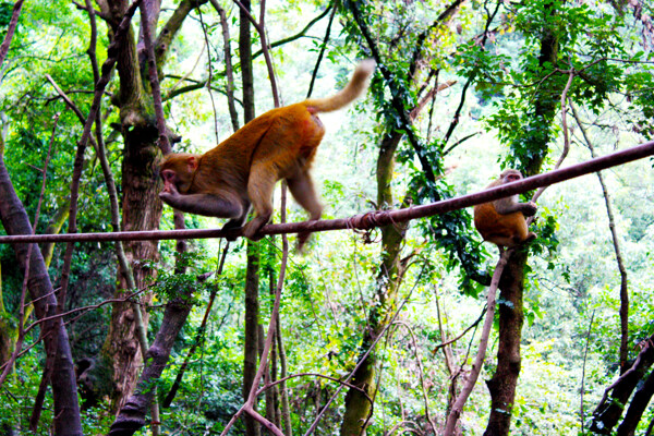 树枝上爬行的猴子图片