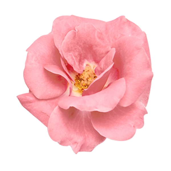 漂亮的粉色玫瑰素材