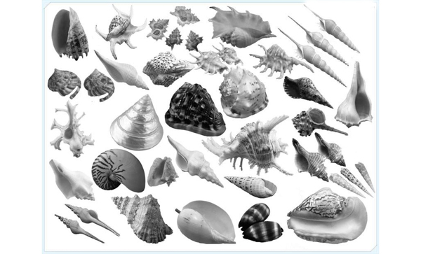 30款各种形状的海螺和贝壳PS笔刷