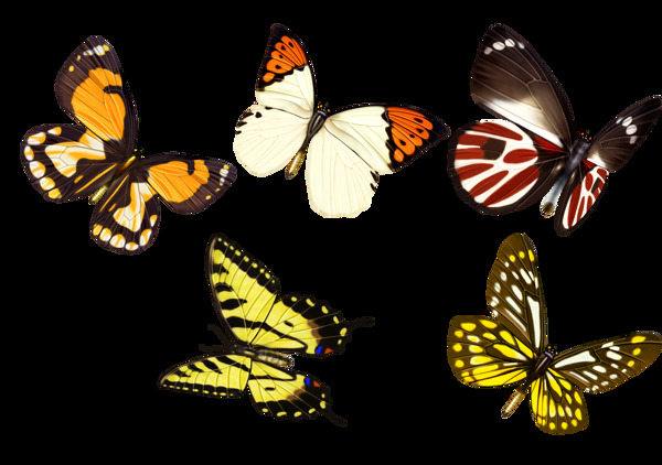 手绘蝴蝶标本png透明素材