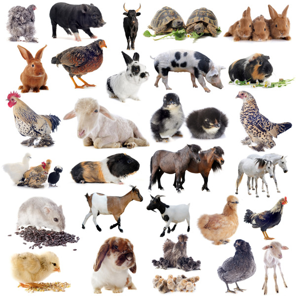 家禽动物合辑图片