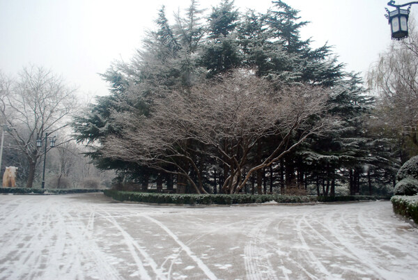 冬雪图片