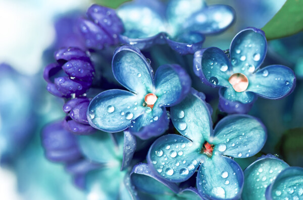 雨后蓝紫色花朵与水珠图片