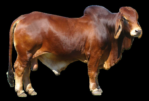栗色大奶牛免抠png透明素材