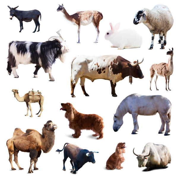 家畜动物摄影图片