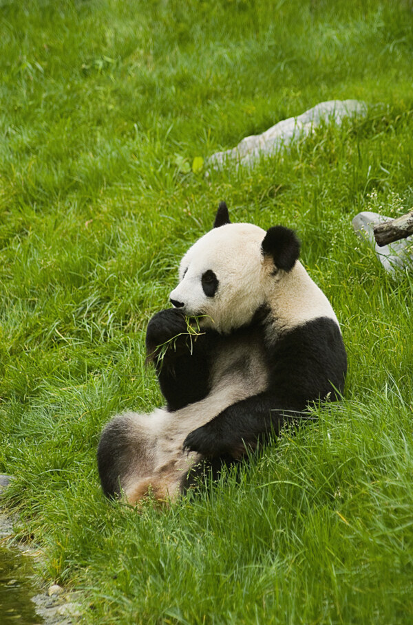 正在吃草的国宝熊猫