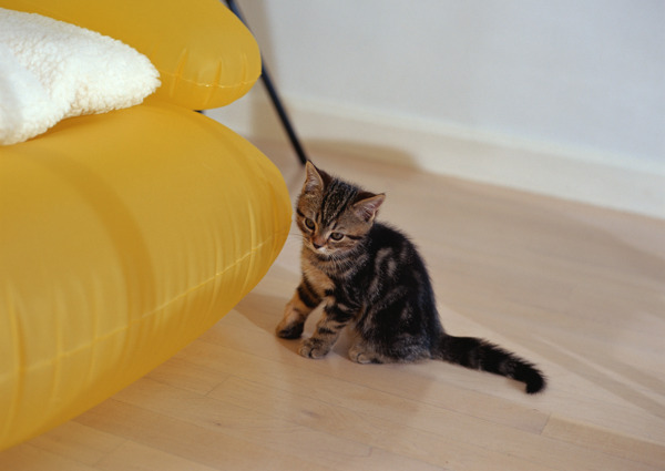 沙发旁的小猫