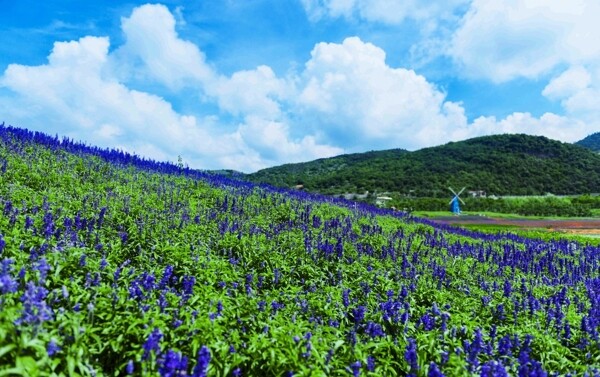 薰衣草花海