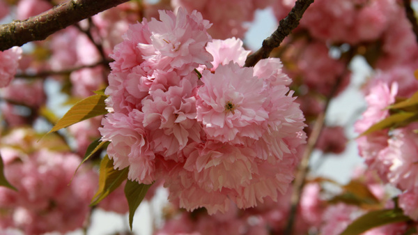 樱花烂漫图片