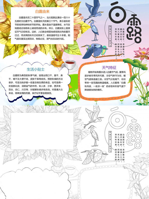 可爱可爱白露白露介绍手抄报