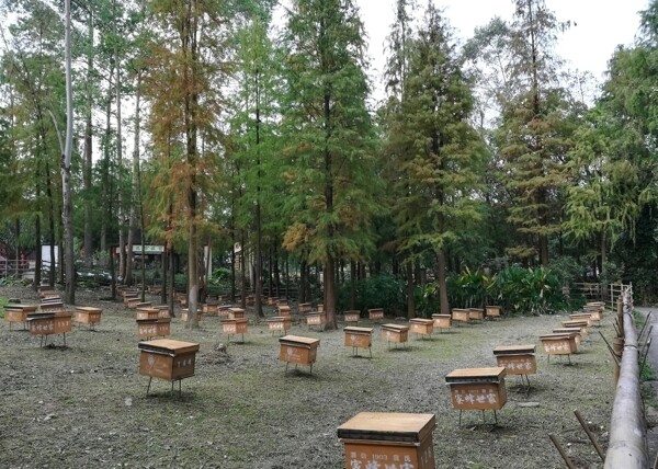 树林养蜂场