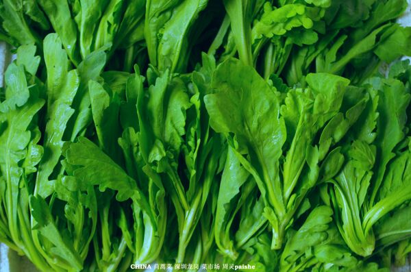 蔬菜茼蒿菜图片