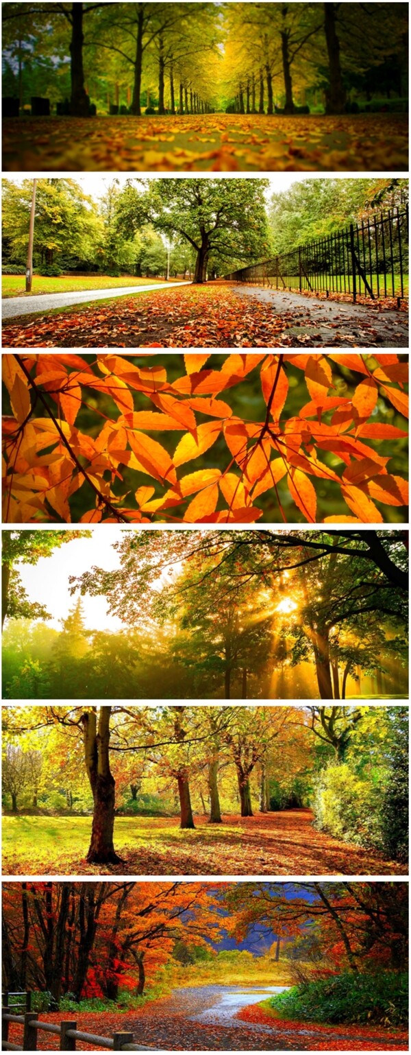 树叶图片