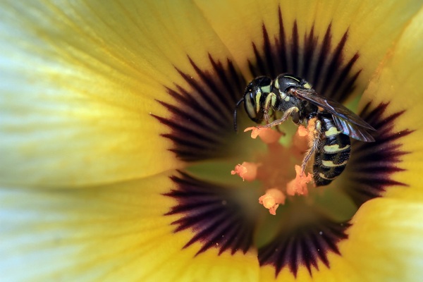 黄色的花蜜蜂
