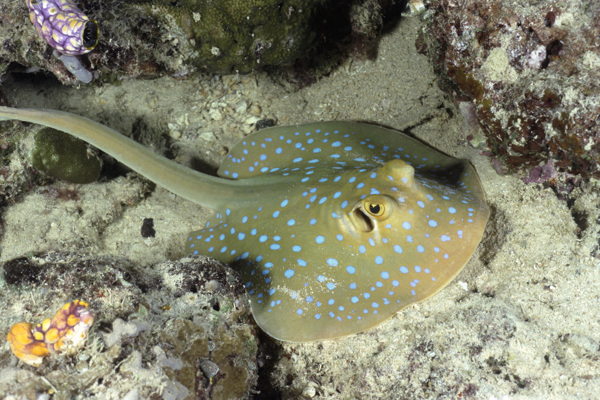 海洋生物图片